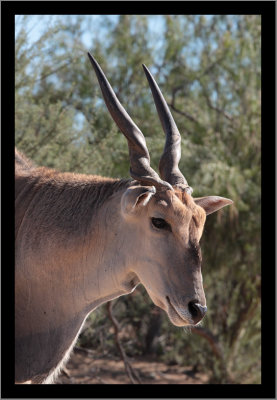 Eland Antelope #1