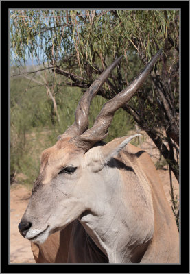 Eland Antelope #2