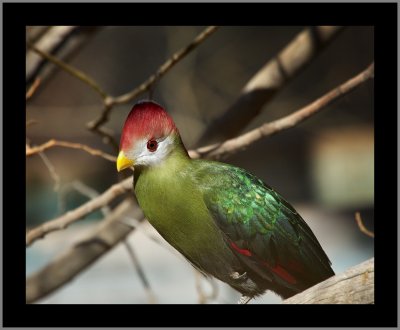 Red Crested Turaco #3
