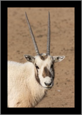 Arabian Oryx Kid Growing Horns