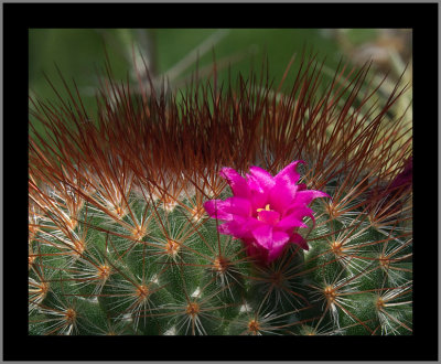 Pins & Needles #19