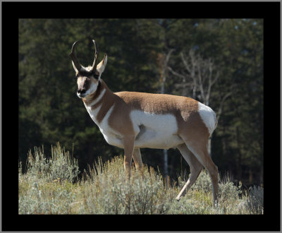 Prong-Horned Antelope #7