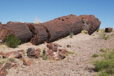 petrified_wood