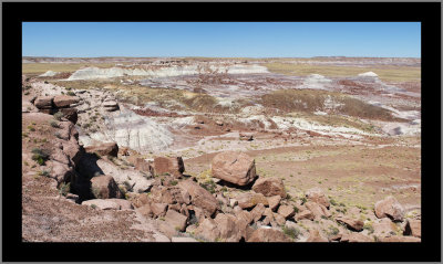 Jasper Forest Looking West (pano)