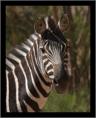 Zebra #14