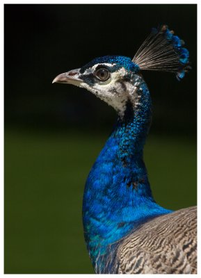 Peacock #5