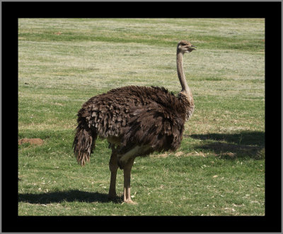 Adult Ostrich #1