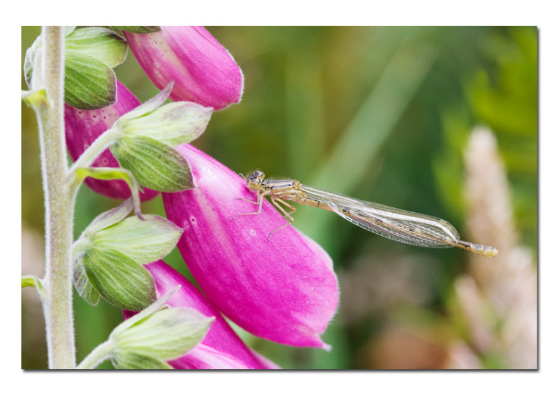 Damselfly on Foxglove.jpg