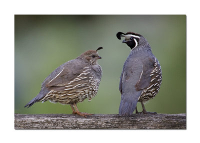 California Quail Pair.jpg