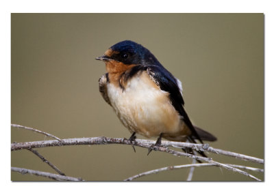 Barn Swallow.jpg