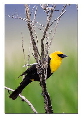 Yellow Headed Black Bird.jpg