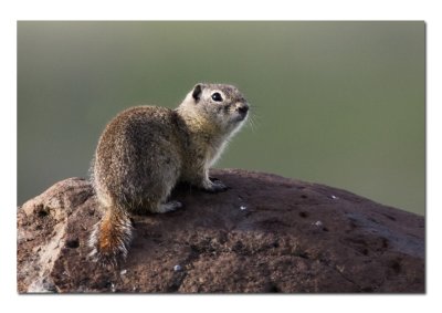 Ground Squirrel.jpg