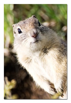 Ground Squirrel Portrait.jpg