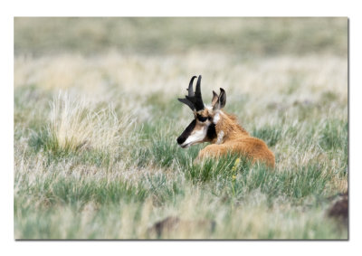 Hart Mountain National Antelope Refuge