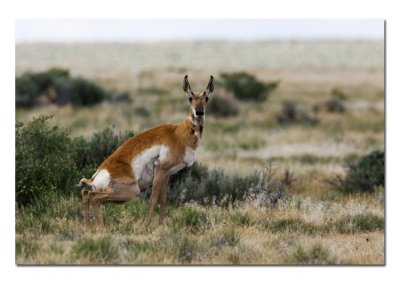 Antelope Doe 3.jpg