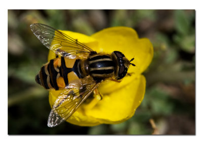 Bee Fly 2.jpg