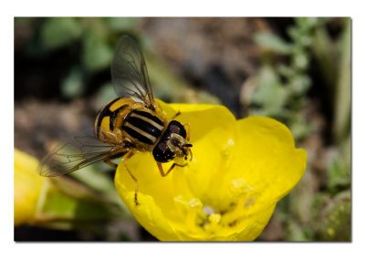 Bee Fly 3.jpg
