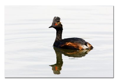 Eared Grebe.jpg