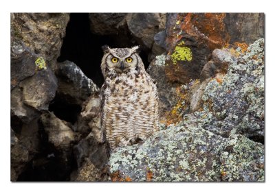 Great Horned Owl 2.jpg