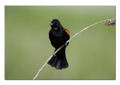 Red Wing Black Bird.jpg