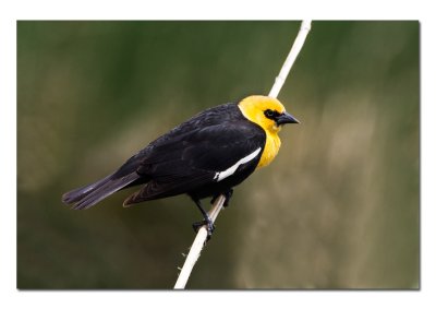 Yellow-headed Blackbird.jpg