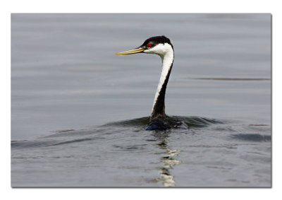 Western Grebe.jpg