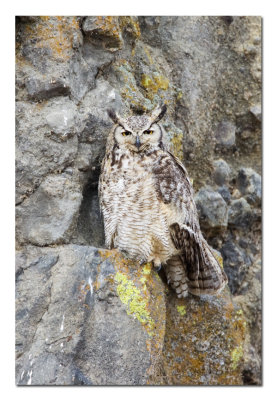 Great Horned Owl 3.jpg