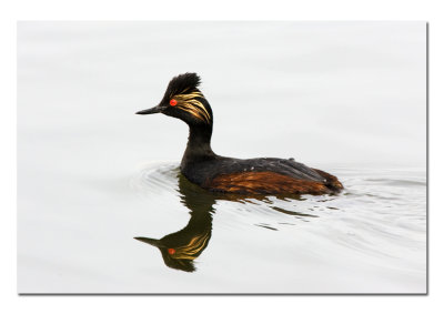 Eared Grebe 2.jpg