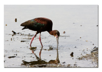 White faced Ibis.jpg