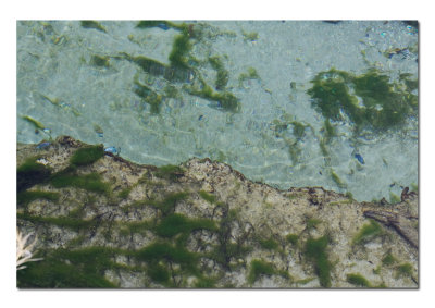 Ash Meadows Pupfish.jpg