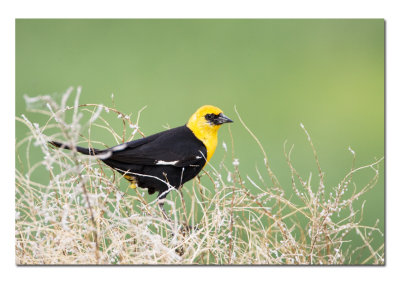 Another Yellow Headed Black Bird.jpg