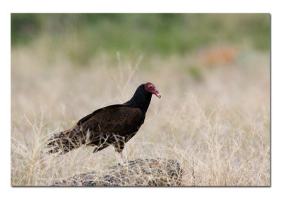 Tulelake and Lower Klamath National Wildlife Refuges