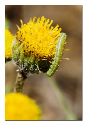 Hart Mountain National Antelope Refuge