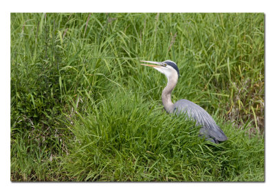 Ridgefield NWR