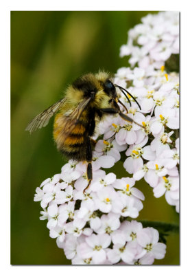 One More Bee.jpg