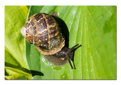 Same Snail.jpg