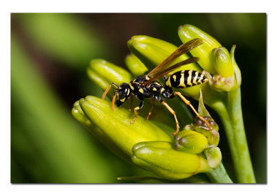 Wasp.jpg