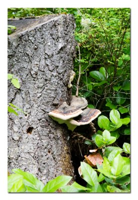 Fungus Silver Lake.jpg