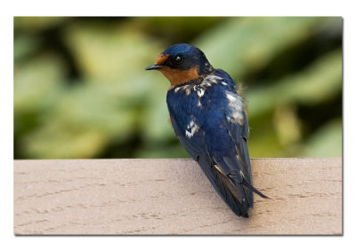 Silver Lake Barn Swallow.jpg