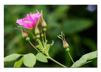 Silver Lake Wild Rose.jpg