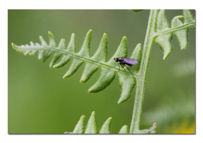 Silver Lake Fly.jpg