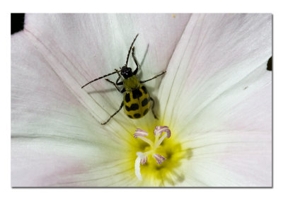 Black Spotted Cucumber Beetle Once More.jpg