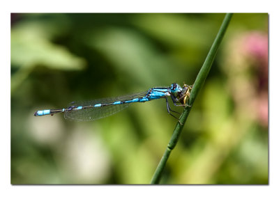 Damselfly Eating.jpg