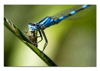 Damselfly Eating Closeup.jpg