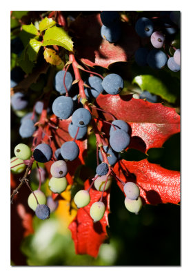 Oregon Grape.jpg