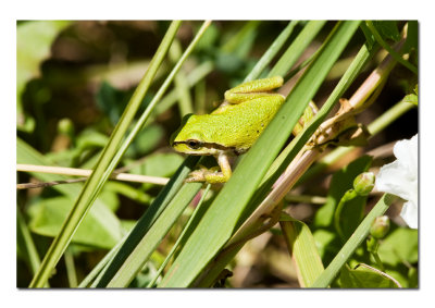 Pacific Tree Frog.jpg
