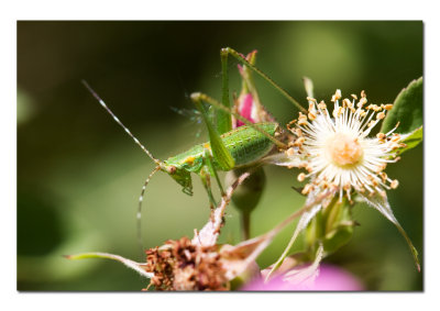 Grasshopper Again.jpg