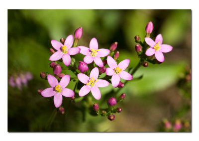 Small Pink Flowers.jpg