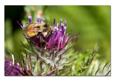 Bee on Thistle.jpg
