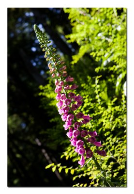 Foxglove.jpg